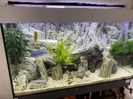 Full tropical setup inc fish