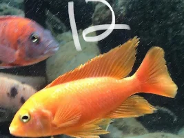 PEACOCK IDs