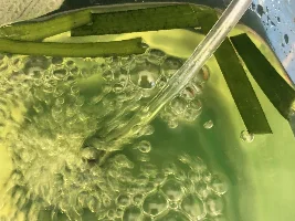 Cory catfish eggs