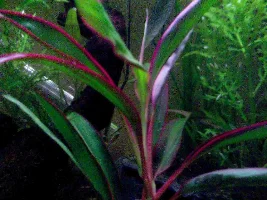 Can Anyone Identify This Plant In My Tank?