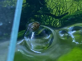 Help me identify this snail