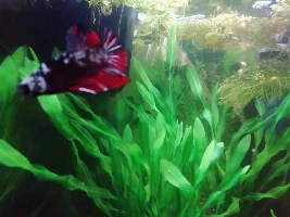A Fred Update