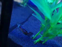 Fin Nipping or Fin Rot on my guppy