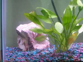 My Fish