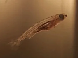 PLEASE tell me these are fry not some kind of insect larvae 🙏🙏🙏🙏