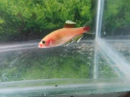 Breeding WCMM ?