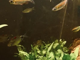 Working on my tank / fish picture taking abilities