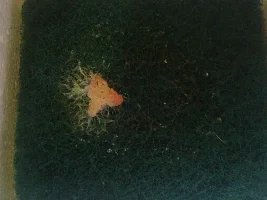 Trying white worms