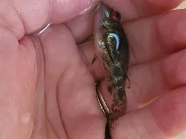 Hand Sanitisers & Aquariums?