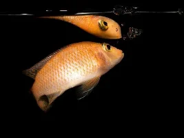 My Fish Journal.