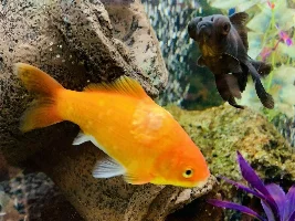 Goldfish growths