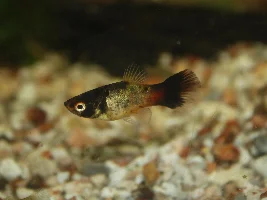 Calico bumblebee platy