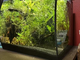 Fluval Flex 15 gallon build thread