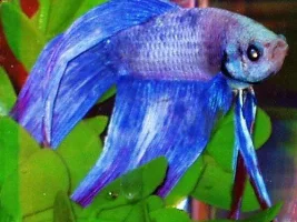 Pics of most valued betta
