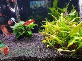 Algae problems