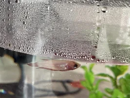 Baby Betta Help