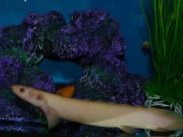 Tell Me The Name Of This Violet Goby