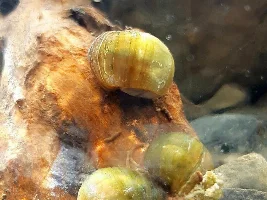 Apple snail montage
