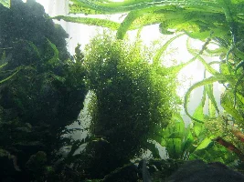 Stan's freshwater 240 gallon extravaganza. Trials and tribulations of  a sunlit aquarium