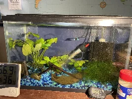 Aufwuchs ( can I say that here ) "Biofilm" anyone actually tried to increase the growing of it in your tanks???