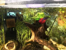 betta color change- good bad or normal?