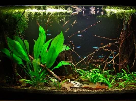 Keeping the low profile in an aquascaping tank.