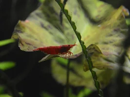 90L Dirted Planted Tank