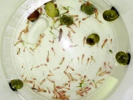 My 1st batch red halfmoon babies.