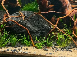Aquatopia - 6x2x2 Low-Med Light, High Tech Nature Aquarium