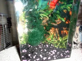 Betta tanks