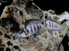 Favourite rift lake cichlid and why?