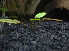 Plant Identification