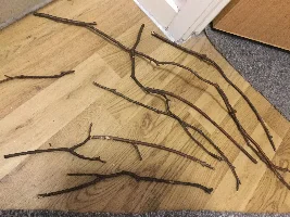 Are those maple tree branches?