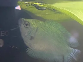 Dwarf Gourami