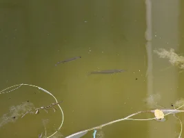 Celebes Halfbeak