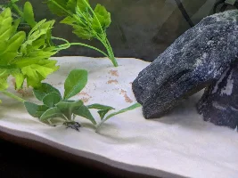 What are these brown clusters on the substrate?