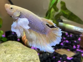 A Few New Pics Of My Bettas