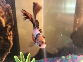 Betta with brown spots on head and maybe fin rot?