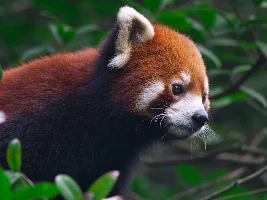 Red panda guppy