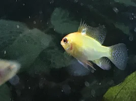 Yellow ram and guppy, fin rot? HELP