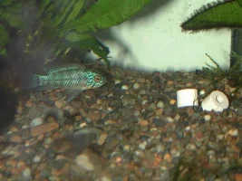 My Apisto
