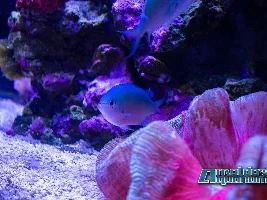 Saltwater pics
