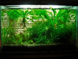 ADVICE PLEASE Week old 12L bowl no Filter no Fert