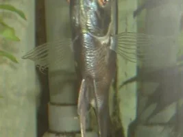 Fat Angelfish