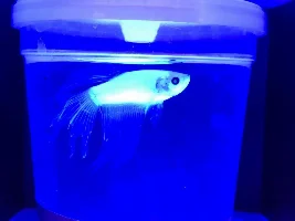 Glofish dilemma