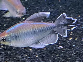 what do you think is the prettiest, most colorful, most interesting fish???