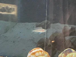 MORE FISH!