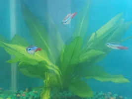 First gourami.. chasing my fish!