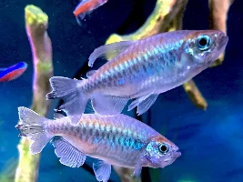 what do you think is the prettiest, most colorful, most interesting fish???