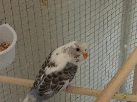 TheTenthDoctor's Bird (s)